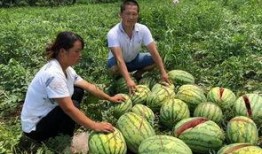 开平网红吃瓜事件,揭秘网络舆论背后的真相与争议